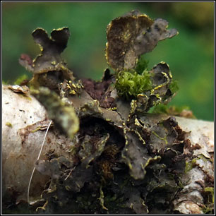 Pseudocyphellaria crocata