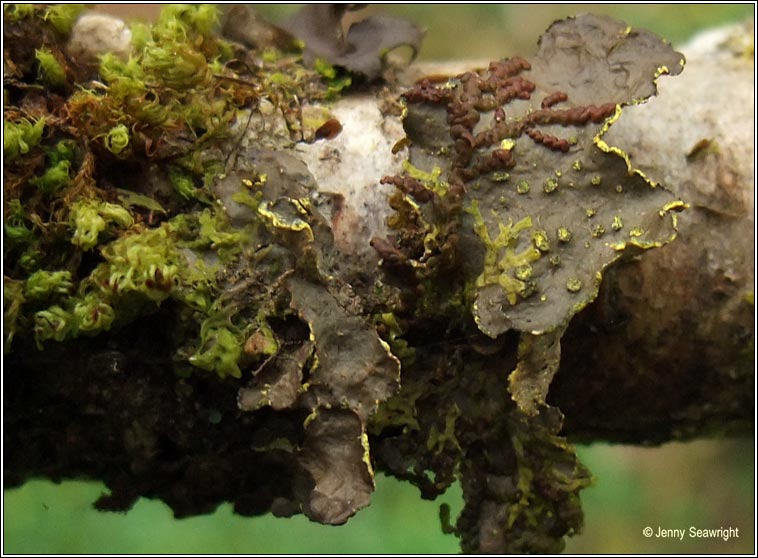 Pseudocyphellaria crocata