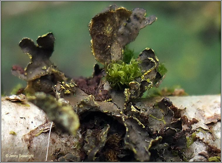 Pseudocyphellaria crocata