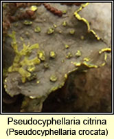 Pseudocyphellaria crocata