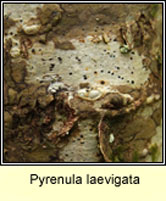 Pyrenula laevigata