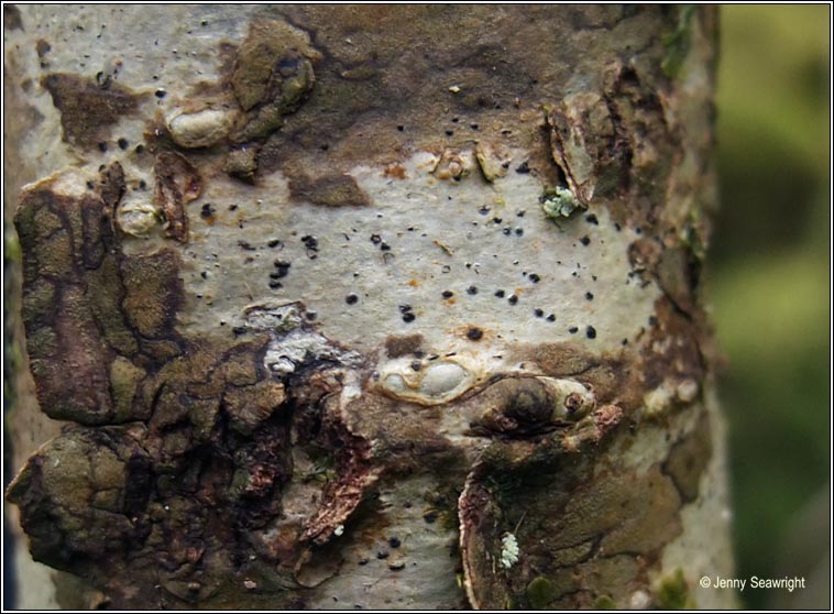 Pyrenula laevigata