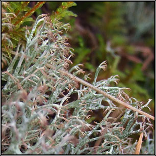 Cladonia ciliata var tenuis