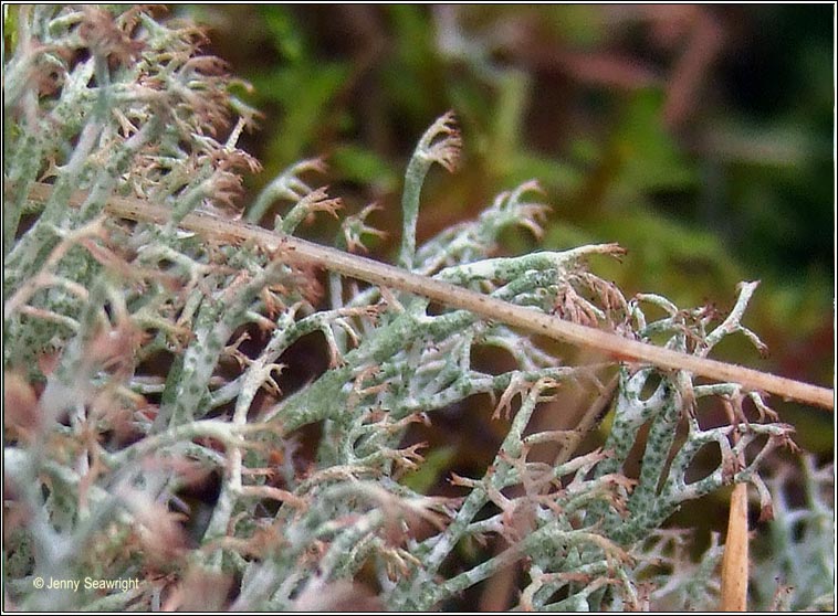 Cladonia ciliata var tenuis