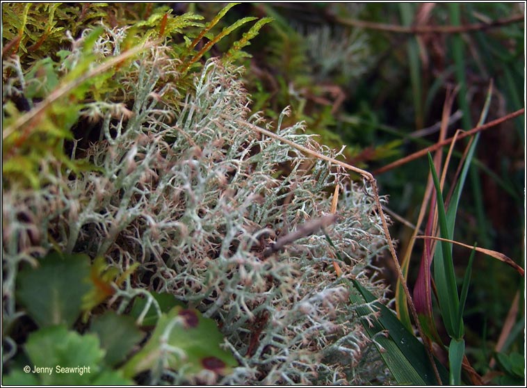 Cladonia ciliata var tenuis