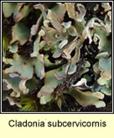 Cladonia subcervicornis