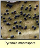 Pyrenula macrospora