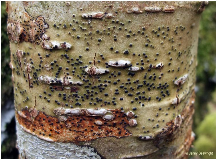 Pyrenula macrospora