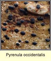 Pyrenula occidentalis