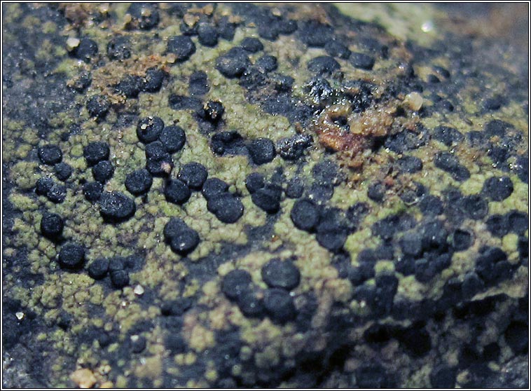 Rhizocarpon reductum