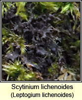 Scytinium lichenoides, Leptogium lichenoides