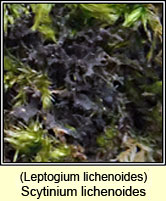 Leptogium lichenoides