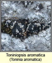 Toninia aromatica