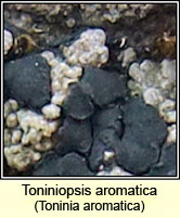 Toninia aromatica