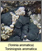 Toninia aromatica