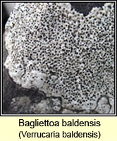 Bagliettoa baldensis, Verrucaria baldensis