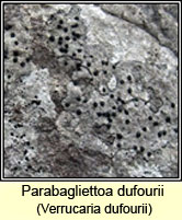 Parabagliettoa dufourii