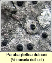 Parabagliettoa dufourii