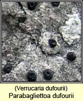 Parabagliettoa dufourii