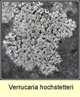 Verrucaria hochstetteri