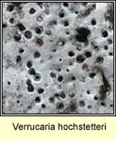 Verrucaria hochstetteri