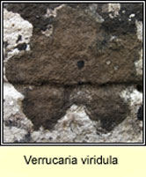 Verrucaria viridula