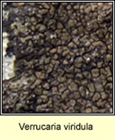 Verrucaria viridula