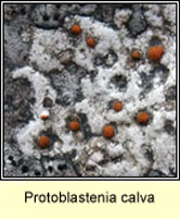 Protoblastenia calva