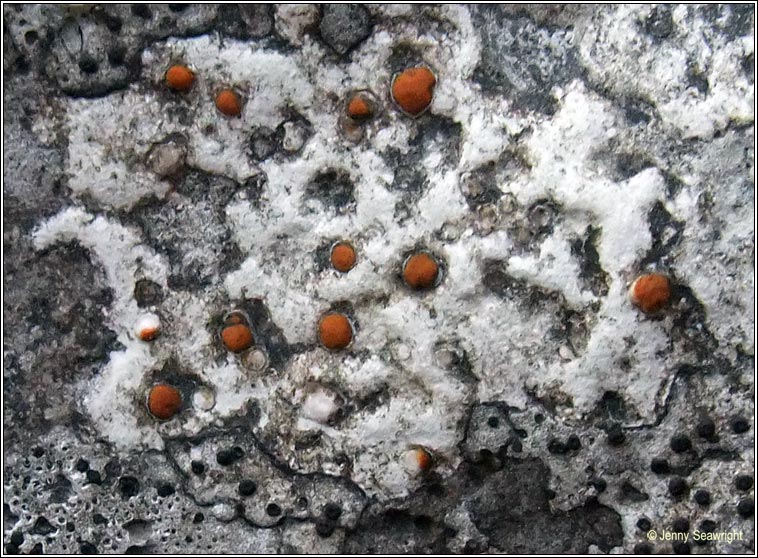 Protoblastenia calva