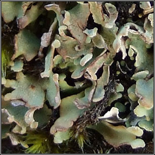 Cladonia subcervicornis