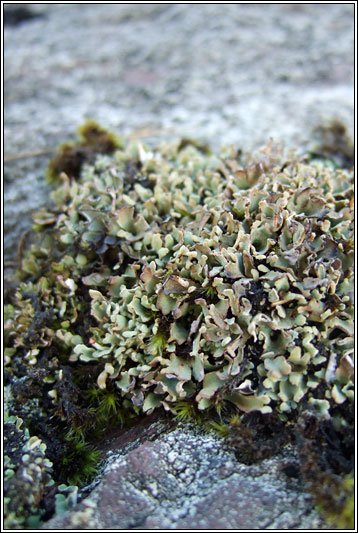 Cladonia subcervicornis