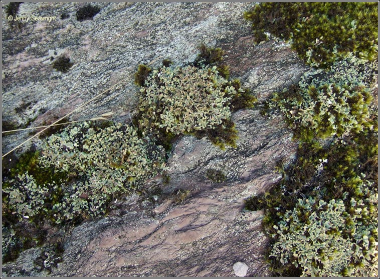 Cladonia subcervicornis