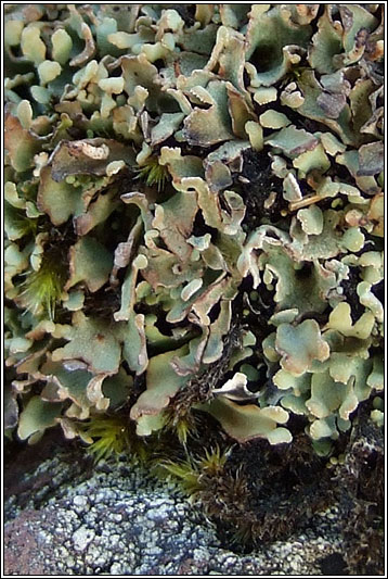 Cladonia subcervicornis