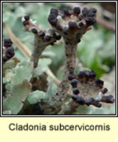 Cladonia subcervicornis