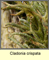 Cladonia crispata