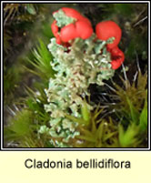 Cladonia bellidiflora