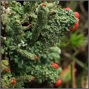 Cladonia bellidiflora