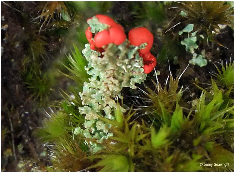 Cladonia bellidiflora