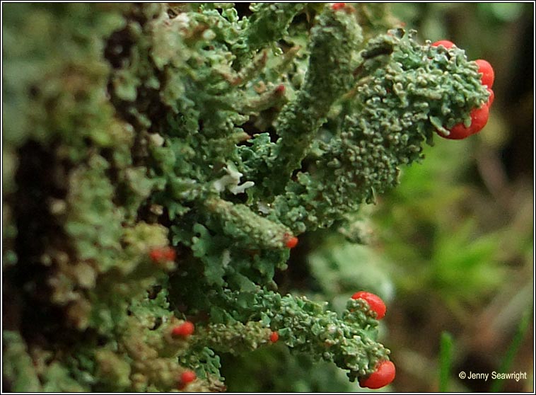 Cladonia bellidiflora