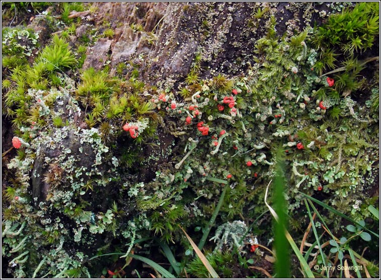 Cladonia bellidiflora