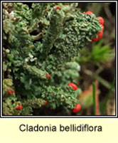 Cladonia bellidiflora