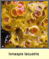 Ionaspis lacustris