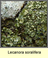 Lecanora soralifera