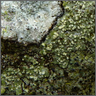 Lecanora soralifera