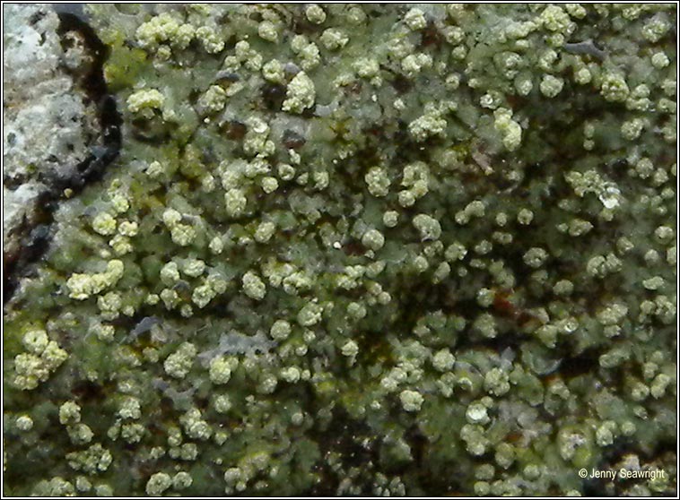 Lecanora soralifera