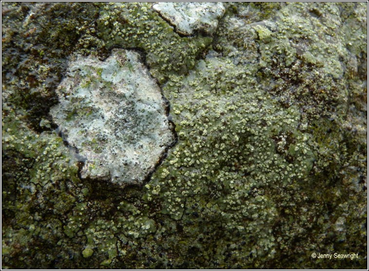 Lecanora soralifera