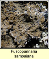 Fuscopannaria sampaiana