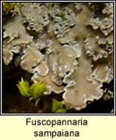 Fuscopannaria sampaiana