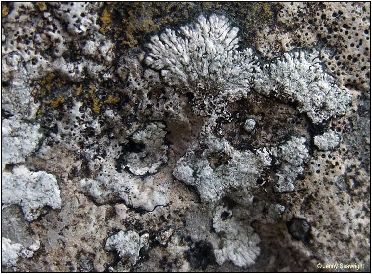 Caloplaca teicholyta