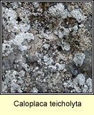 Caloplaca teicholyta